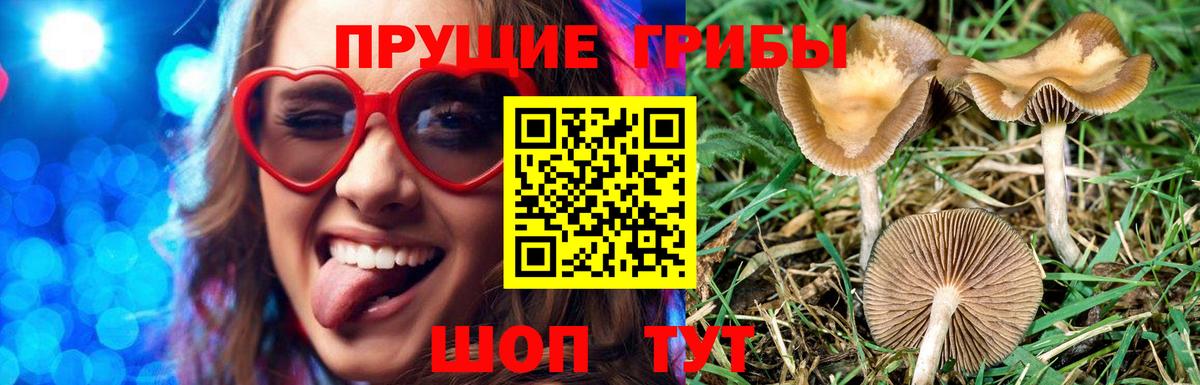 Петровск  Псилоцибиновые грибы Cubensis  Вход с VPN 